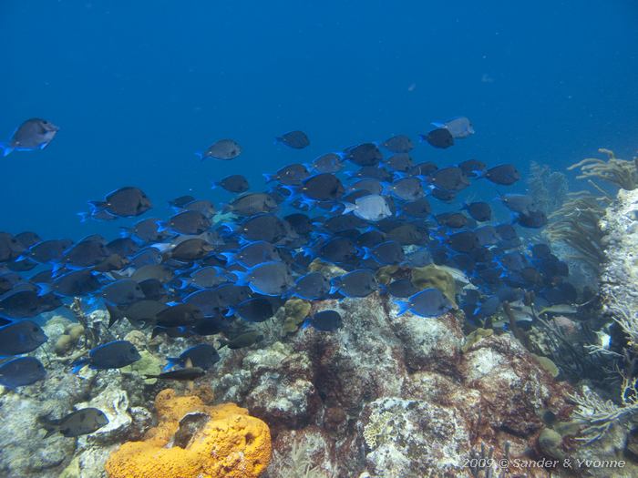 Blue Tang (Acanthurus coeruleus), Karpate, Bonaire