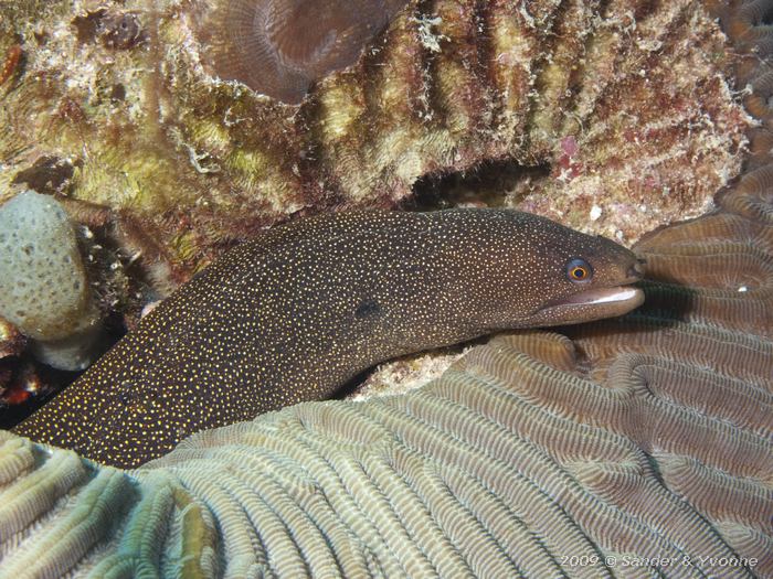 Goldentail Moray (Gymnothorax miliaris), Red Beryl, Bonaire