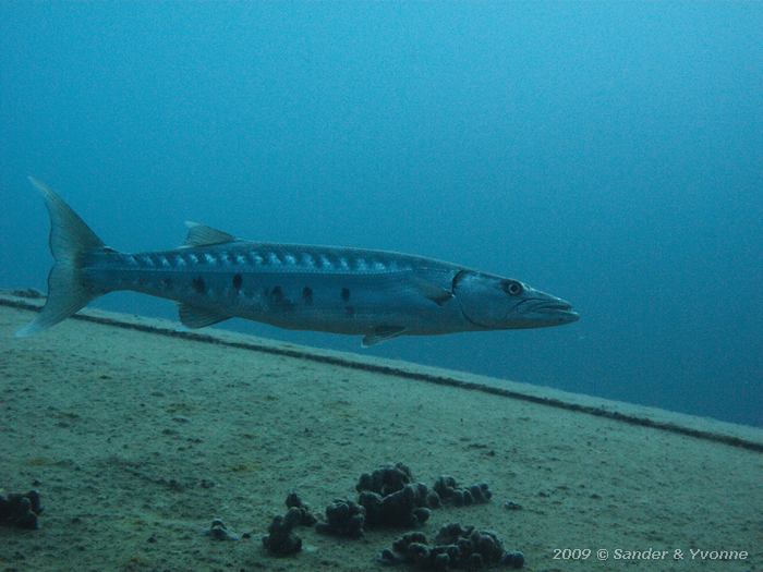 Great barracuda (Sphyraena barracuda), Hilma Hooker, Bonaire