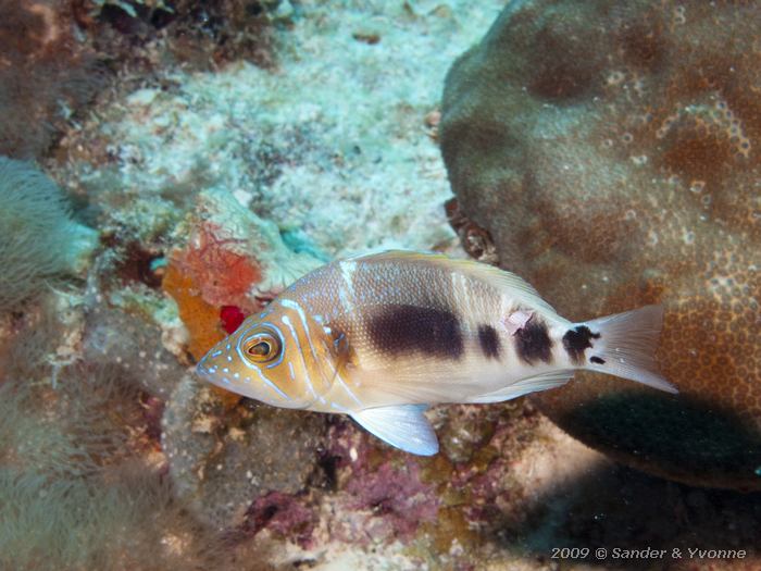 Barred Hamlet (Hypoplectrus puella), Andrea I, Bonaire