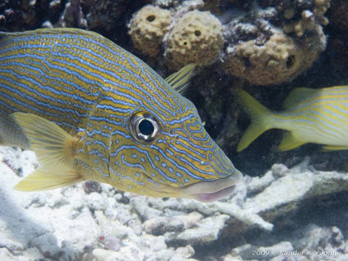 Bluestriped Grunt (Haemulon sciurus), Andrea I, Bonaire
