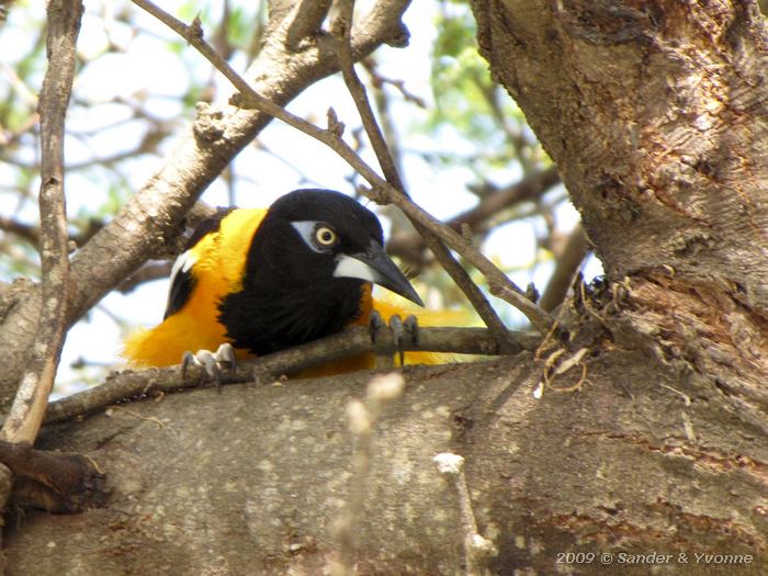 Troupial (Icterus icterus)