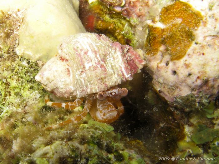 Hermit Crab (species not found), Punt Vierkant, Bonaire