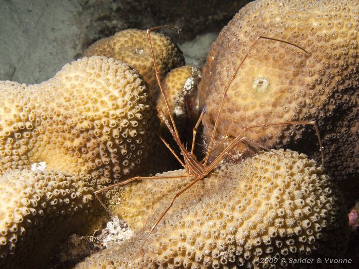Yellowline Arrow Crab (Stenorhynchus seticornis), Punt Vierkant, Bonaire