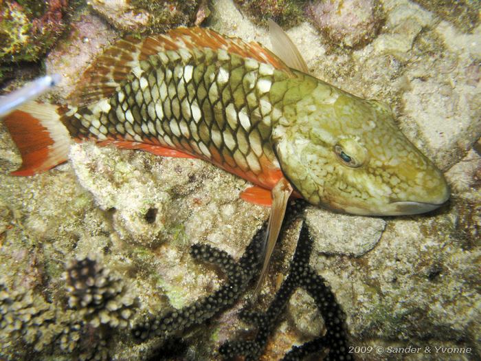 Stoplight Parrotfish (Sparisoma viride), Punt Vierkant, Bonaire