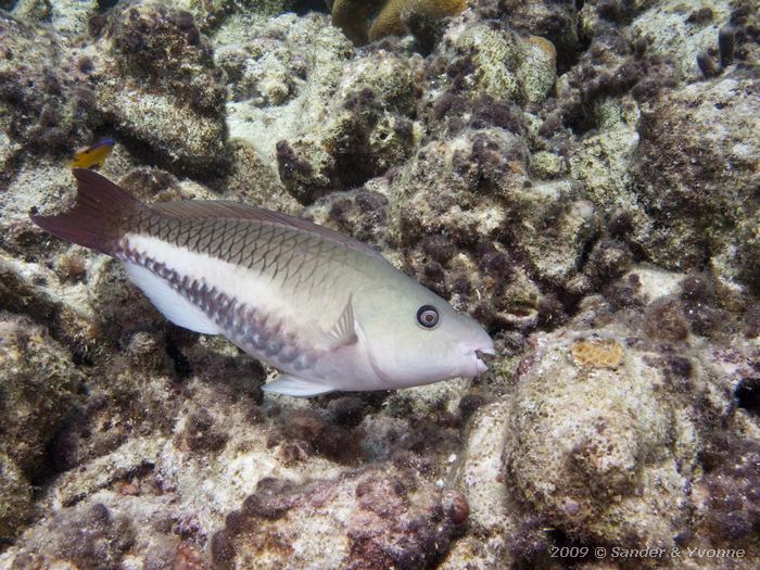 Queen Parrotfish (Scarus vetula), Angel City, Bonaire