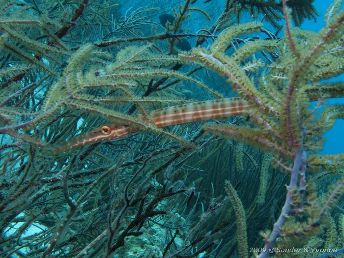 Trumpetfish (Aulostomus maculatus), Jeff Davis Memorial, Bonaire