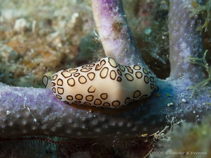 Flamingo Tongue (Cyphoma gibbosum), Jeff Davis Memorial, Bonaire
