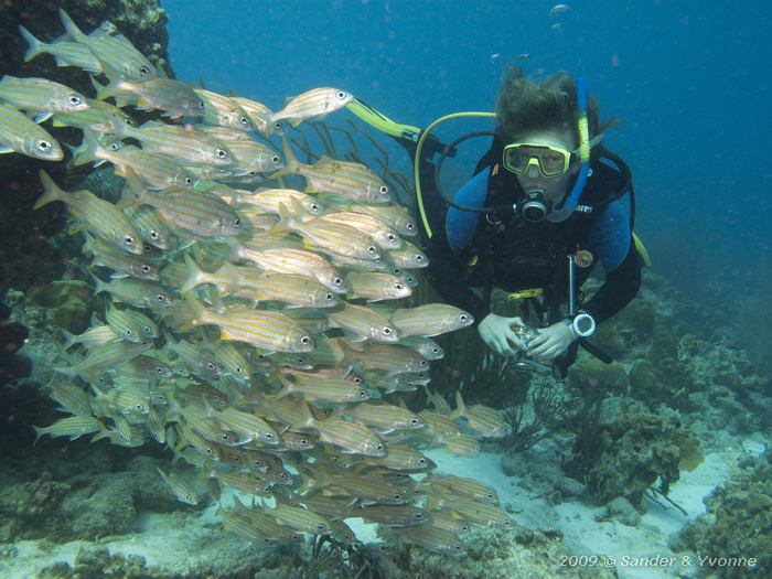 Smallmouth Grunts (Haemulon chrysargyreum) with Yvonne, Jeff Davis Memorial, Bonaire