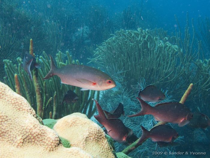 Creolefish (Paranthias furcifer), Red Slave, Bonaire