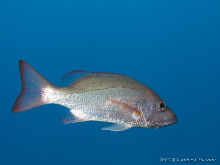 Mahogany Snapper (Lutjanus mahogoni), Jeannnies Glory, Bonaire