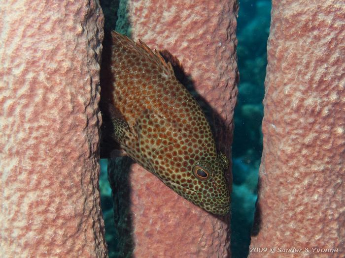 Graysby (Cephalopholis cruentata) in Stove-pipe Sponge (Aplysina archeri), Alice in Wonderland, Bonaire