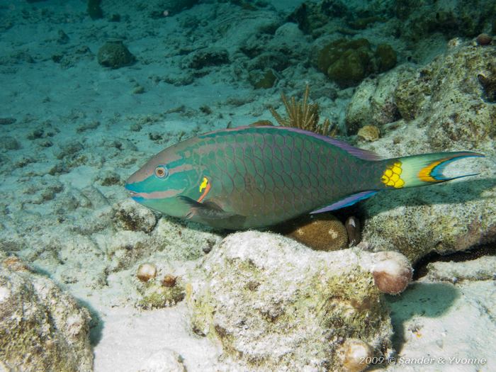 Stoplight Parrotfish (Sparisoma viride), Alice in Wonderland, Bonaire