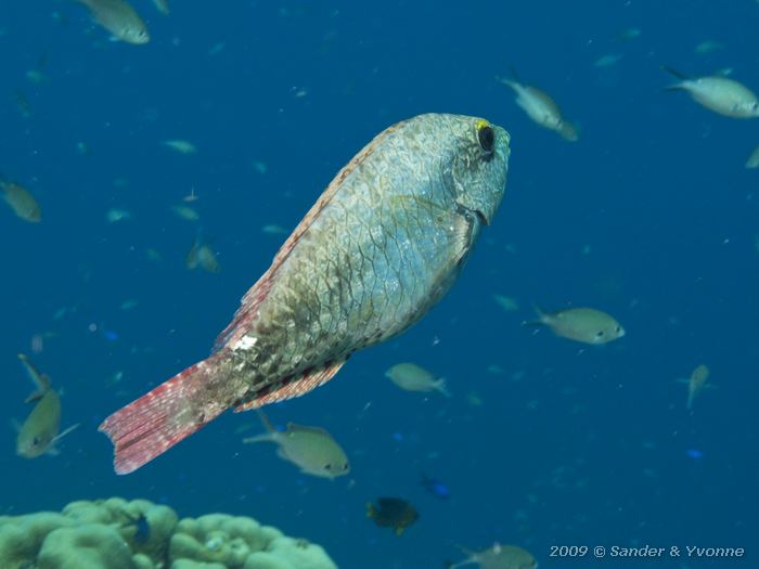 Redband parrotfish (Sparisoma aurofrenatum), Wayaka II, Bonaire