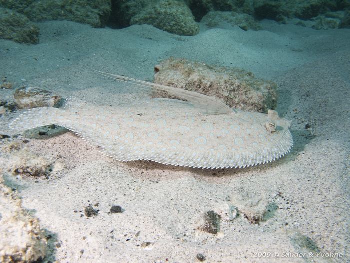 Maculated Flounder (Bothus maculiferus), Boka Slagbaai, Bonaire