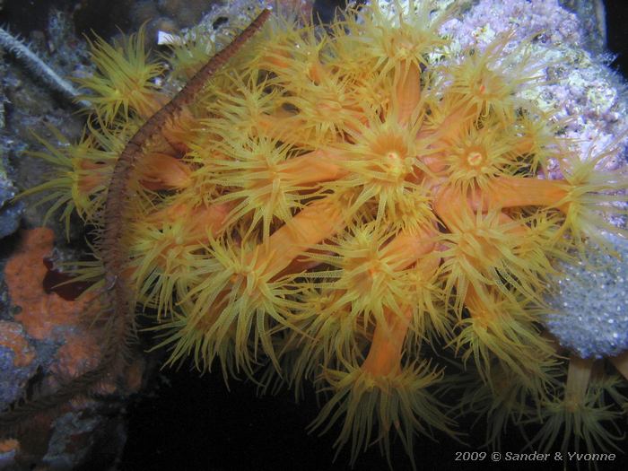 Orange Cup Coral (Tubastraea coccinea), House reef Bel Mar South, Bonaire