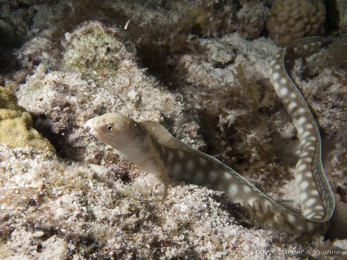 Sharptail Eel (Myrichthys breviceps), House reef Bel Mar South, Bonaire
