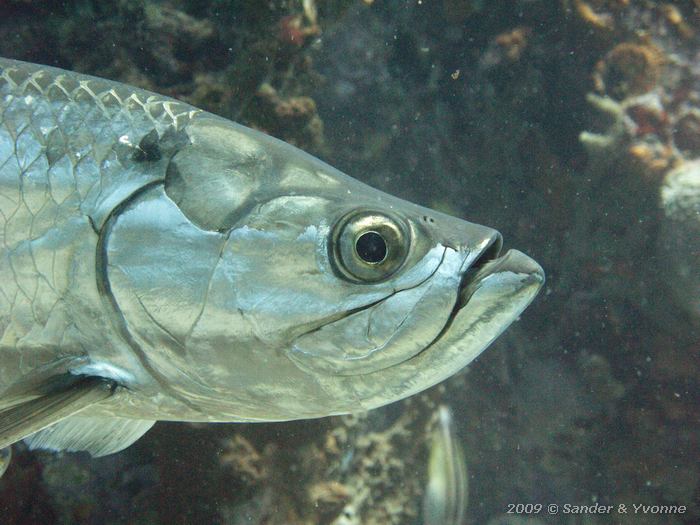 Tarpon (Megalops atlanticus), Jeannies Glory, Bonaire