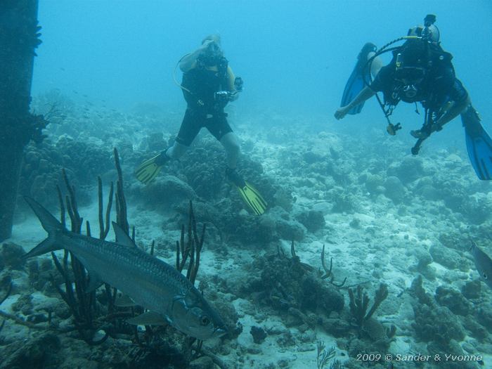 Tarpon (Megalops atlanticus) with Nigel and Dorie, Jeannies Glory, Bonaire