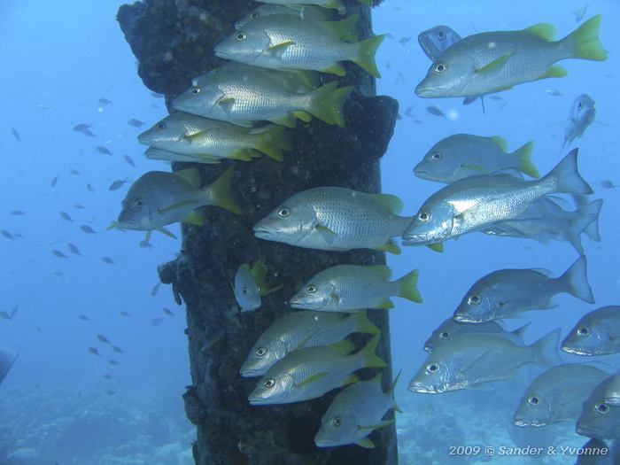 , Jeannies Glory, Bonaire