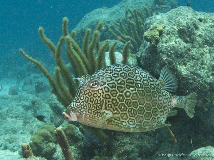 Honeycomb cowfish (Acanthostracion polygonia), Jeannies Glory, Bonaire