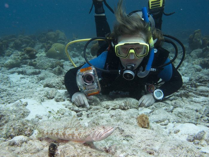 Sand Diver (Synodus intermedius) with Yvonne, Jeannies Glory, Bonaire
