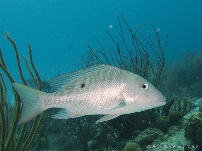 Mutton Snapper (Lutjanus analis), Toris Reef, Bonaire