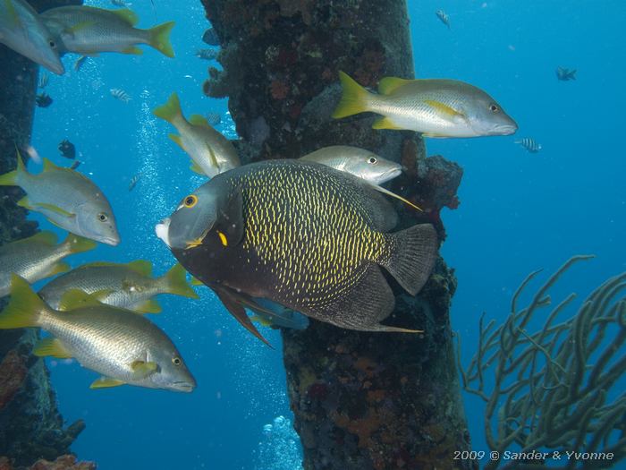 French Angelfish (Pomacanthus paru) with Schoolmasters (Lutjanus apodus), Salt Pier, Bonaire