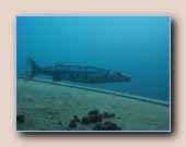 Grote barracuda