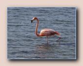 Amerikaanse flamingo