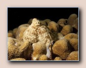 Gewone octopus