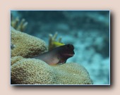 Roodlip blenny