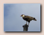 Kuifcaracara
