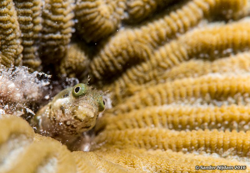 Secretary blenny (Acanthemblemaria maria), Sara's smile, , Bonaire