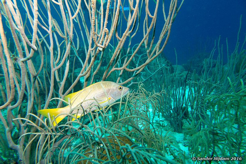 Schoolmaster (Lutjanus apodus), Sara's smile, , Bonaire