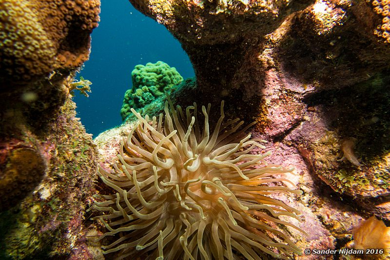 Giant anemone (Condylactis gigantea), Sara's smile, , Bonaire