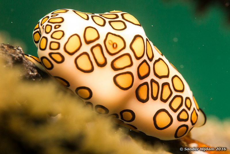 Flamingo Tongue (Cyphoma gibbosum), Sara's smile, , Bonaire