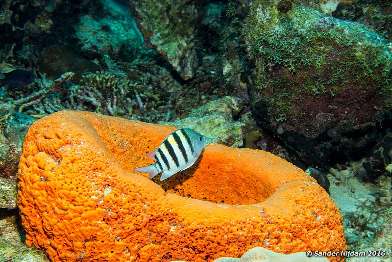 Sergeant Major (Abudefduf saxatilis) in orange elephant ear sponge (Agelas clathrodes), Windsock, , Bonaire