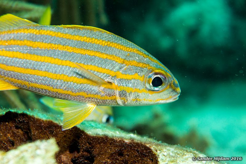 Smallmouth Grunt (Haemulon chrysargyreum), Windsock, , Bonaire