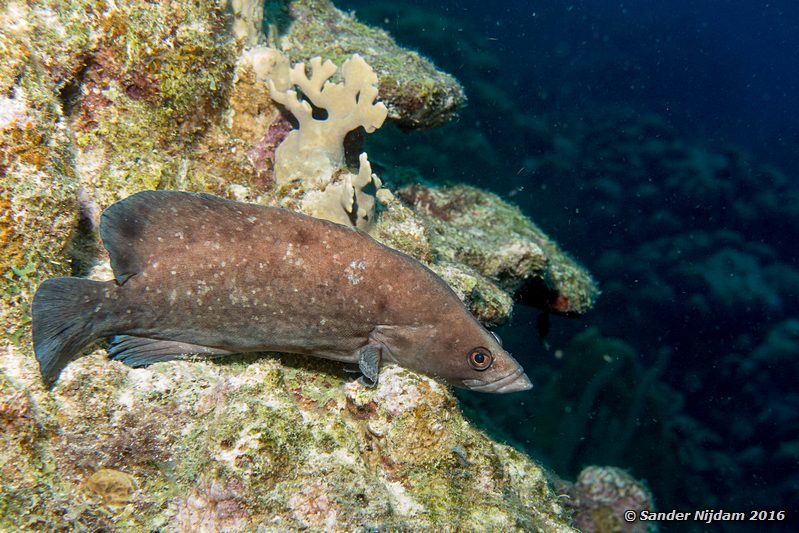 Greater Soapfish (Rypticus saponaceus), Sara's smile, , Bonaire