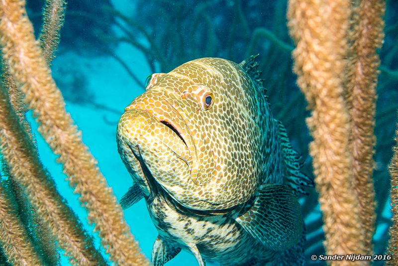 Tiger grouper (Mycteroperca tigris), Angel City, , Bonaire