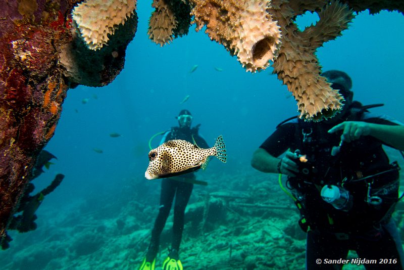 Spotted trunkfish (Lactophrys bicaudalis), Salt Pier, , Bonaire