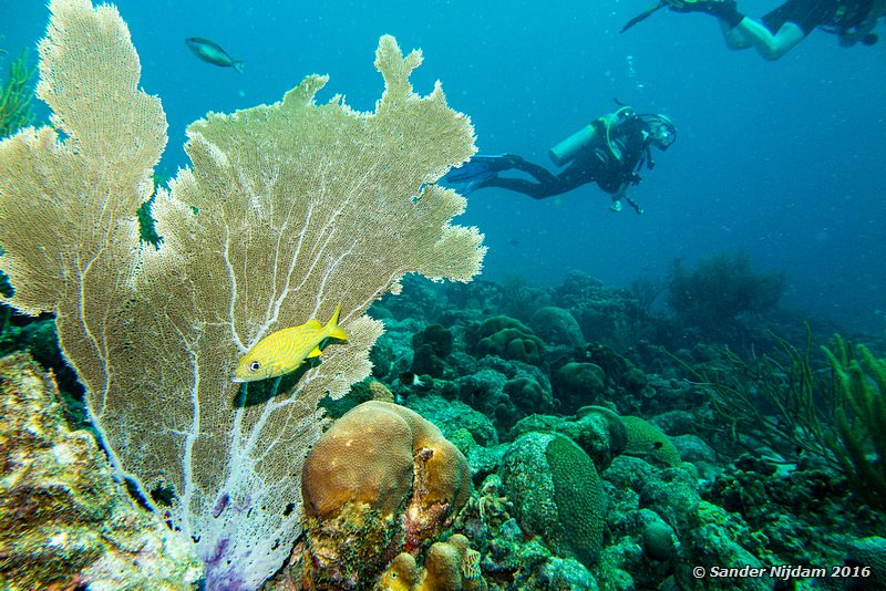 French Grunt (Haemulon flavolineatum), Salt Pier, , Bonaire