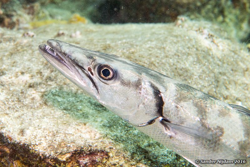 Great barracuda (Sphyraena barracuda), Salt Pier, , Bonaire