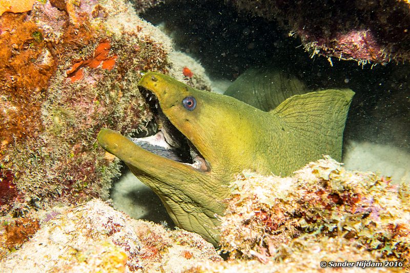 Green Moray (Gymnothorax funebris), Boca Slagbaai South, , Bonaire