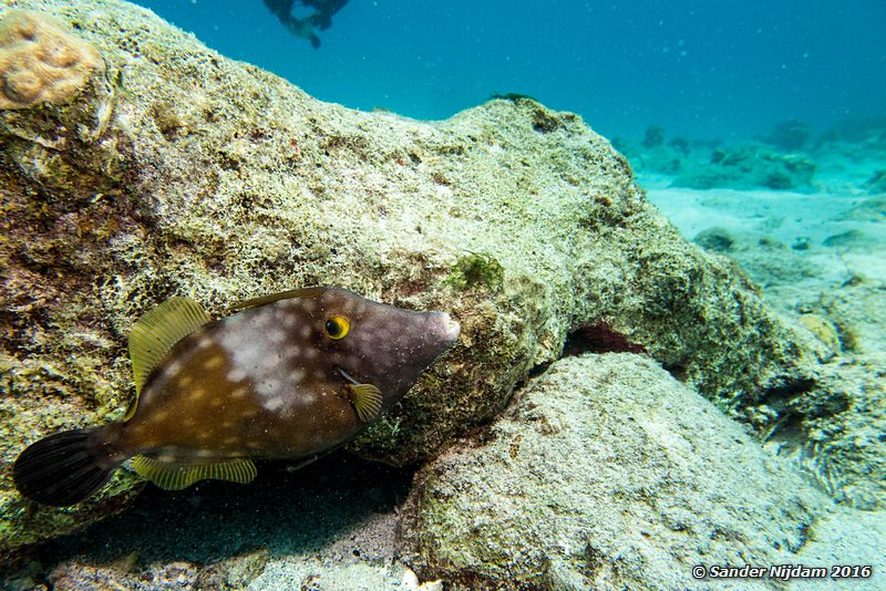 Whitespotted filefish (Cantherhines macrocerus), Boca Slagbaai South, , Bonaire