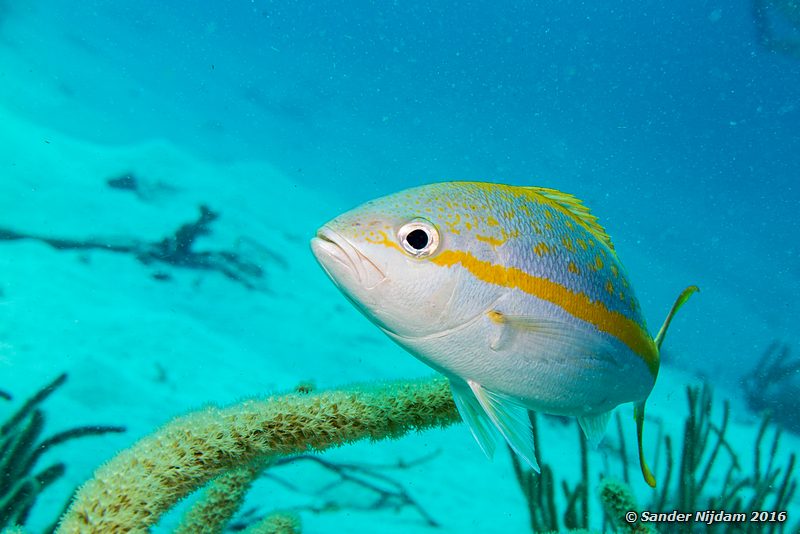 Yellowtail Snapper (Ocyurus chrysurus), Red Slave, , Bonaire