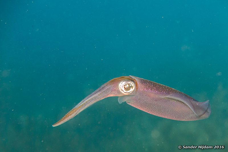 Caribbean reef squid (Sepioteuthis sepioidea), Margate Bay, , Bonaire