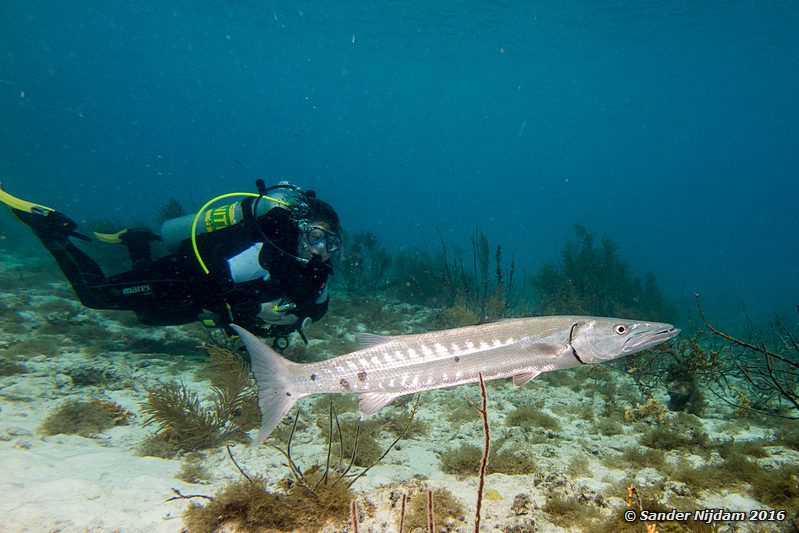 Great barracuda (Sphyraena barracuda), Hilma Hooker, , Bonaire