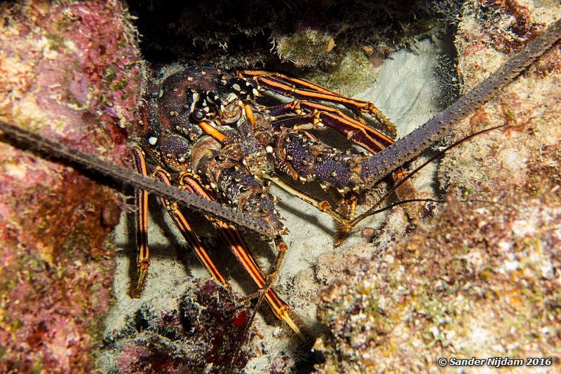 Caribbean spiny lobster (Panulirus argus), Ol' Blue, , Bonaire